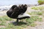 Xmas holidays 08-08 - 167 - Lake Taupo - Black Swan