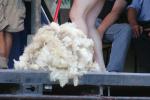 Manawatu - 31 - Pongaroa Speed Shearing Contest