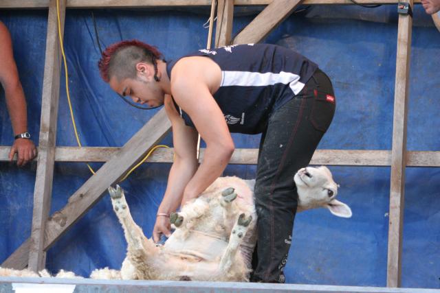 Manawatu - 32 - Pongaroa Speed Shearing Contest