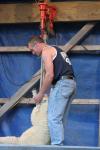 Manawatu - 35 - Pongaroa Speed Shearing Contest