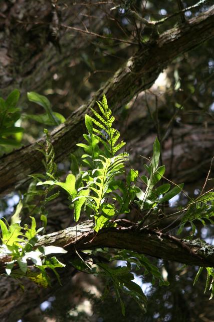 Karori - 07 - Microsorum pustulatum (Hound's tongue fern on a tree)