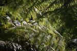 Karori - 17 - Silver ferns on Round the lake track