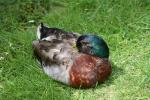 Karori Nov09 - 15 - Sleeping Mallard duck