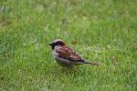 12 - Palmerston North - House sparrow at the Rose Garden