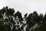 13 - Palmerston North - Wind in the trees of Victoria Esplanade