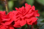 14 - Palmerston North - Rose Garden