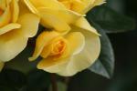 16 - Palmerston North - Rose Garden
