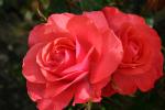 18 - Palmerston North - Rose Garden