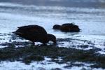 35 - Forageing ducks, Mistletoe Bay