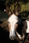 39 - Donkey, Mistletoe Bay campsite