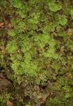 088 - Tongariro - Umbrella moss (Hypnodendron comatum)