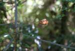 109 - Mahia Peninsula - Cicada slough on a lancewook, Scenic Reserve
