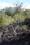 15 - Rangitoto - Puka tree growing in the lava