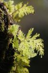 11 - Stewart Island - Matua Mauku (Hymenophyllum dilatatum)