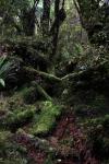 23 - Stewart Island - Dense forest