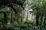 25 - Stewart Island - Rimu forest on a crown fern bed