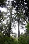 26 - Stewart Island - Giant rimu trees