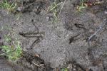 37 - Stewart Island - Footprints of a Kiwi bird