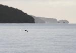 54 - Stewart Island - Shag and Paterson Inlet