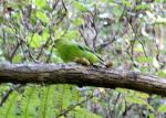 76 - Stewart Island - Parakeet (Kakariki)