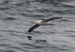 South Island 2010 - 69 - Southern Royal Albatross