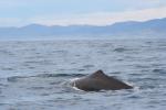 South Island 2010 - 71 - Sperm Whale