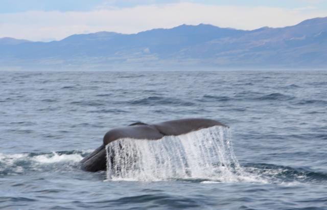 South Island 2010 - 72 - Sperm Whale diving