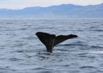 South Island 2010 - 73 - Sperm Whale fluke