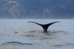 South Island 2010 - 81 - Sperm whale fluke