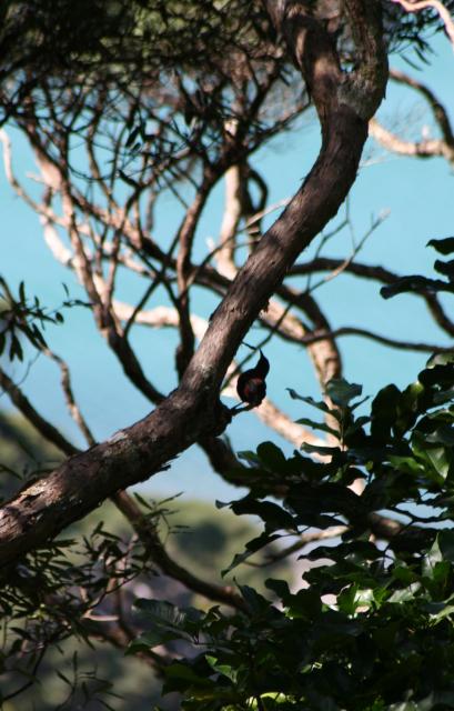 Kapiti Island - 35 - Tieke (saddleback) in a manuka tree