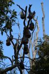 05 - Grey-headed Flying Foxes sleeping in the Botanic Gardens