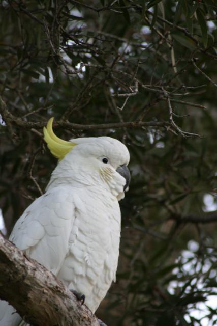 11 - Sulphur-crested cockatoo
