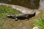 015 - Salt croc, Crocodylus Park