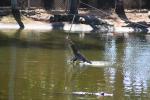 016 - Jumping croc, Crocodylus Park