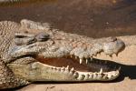 018 - Salt croc, Crocodylus Park
