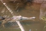 019 - Freshwater croc, Crocodylus Park