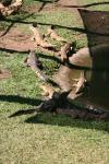 020 - Freshwater crocs, Crocodylus Park