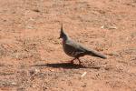 068 - Crested pigeon