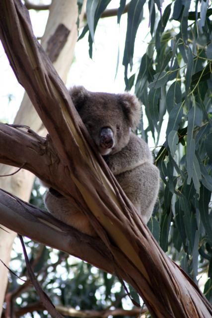 134 - Koala, Hanson Bay Sanctuary
