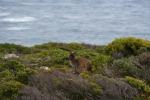 140 - Wallaby, Flinders Chase National Park