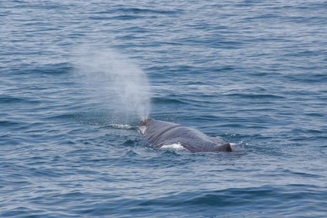 Christmas 2012 - 095 - Sperm whale, Kaikoura