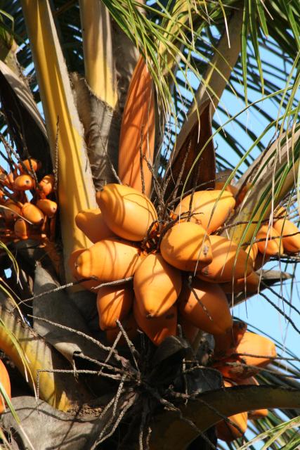 05 - Coconuts