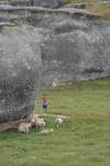 157 - Sheep at Elephant Rocks