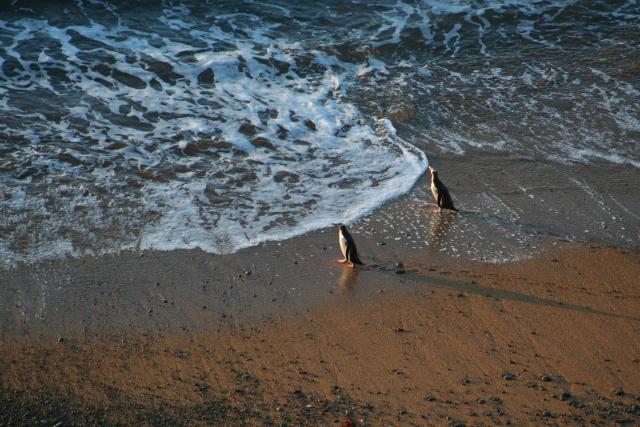 166 - Yellow eyed penguins changed their mind, Bushy Beach, Oamaru