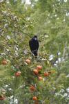 Japon - 010 - Jungle crow on persimmon tree