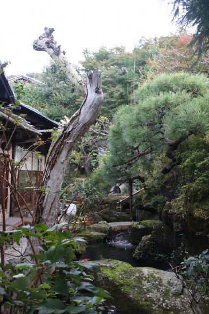 Japon - 058 - Japanese garden