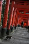 Japon - 082 - Walk of the 30,000 doors, Fushimi-Inari Taisha shrine