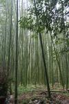 Japon - 089 - Arashiyama bamboo grove