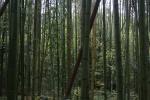 Japon - 090 - Arashiyama bamboo grove