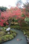 Japon - 095 - Koi carps, Tenryu-ji temple garden